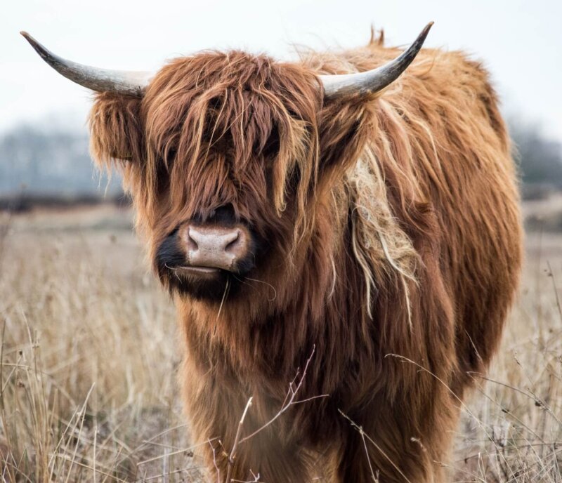 Bufflow, buffalow